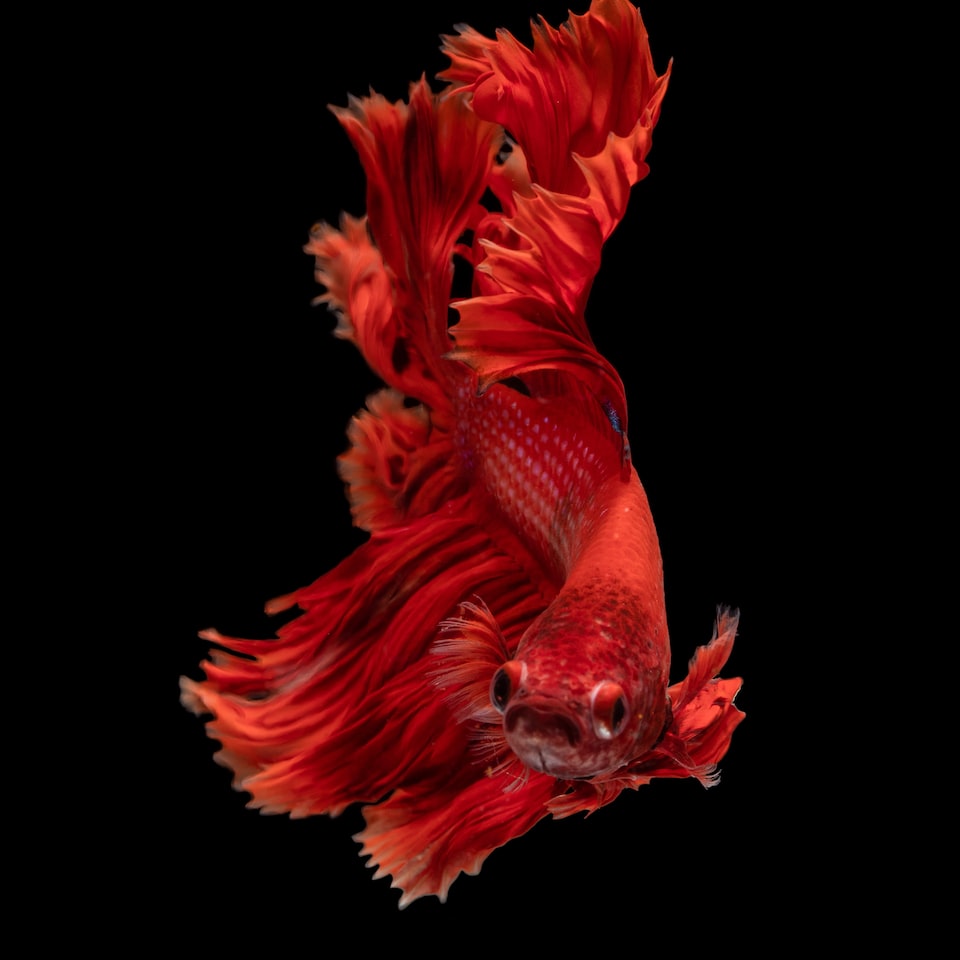 Car Fish Motorola Shampoo