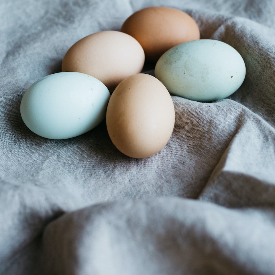 Egg