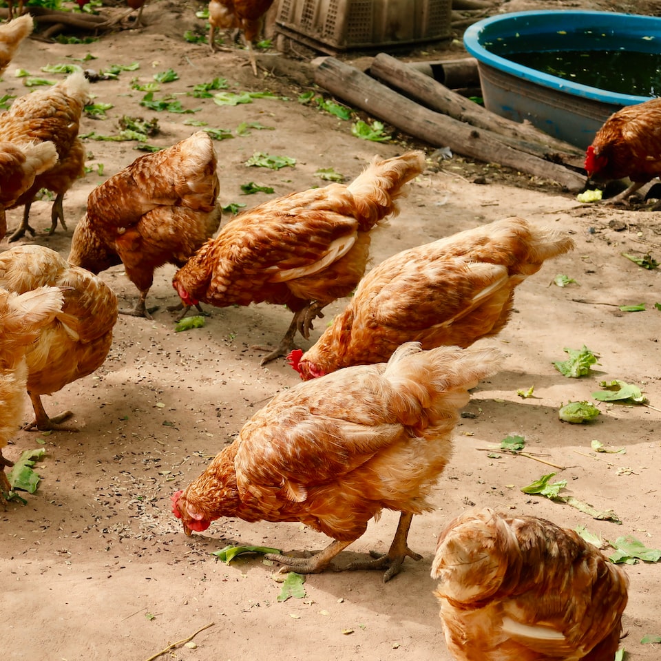 Internet Chicken
