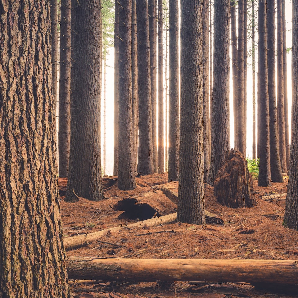 Wood Movie