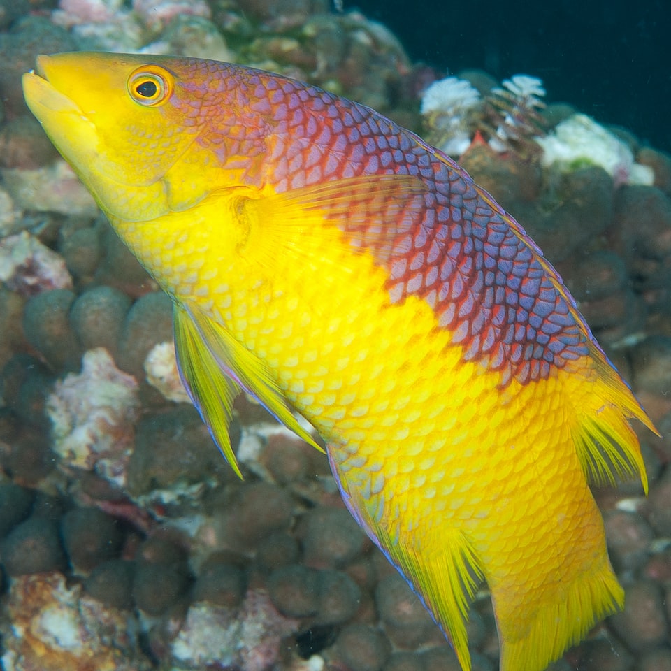 Fish Towel
