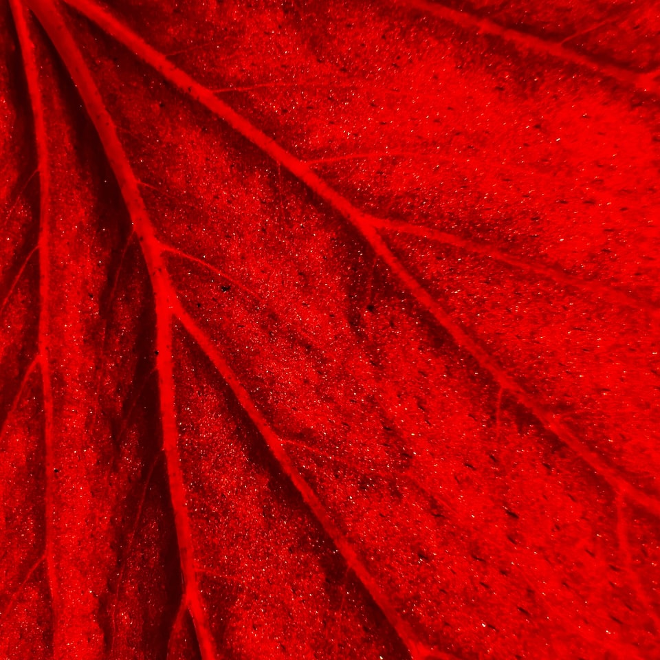 Red Plastic