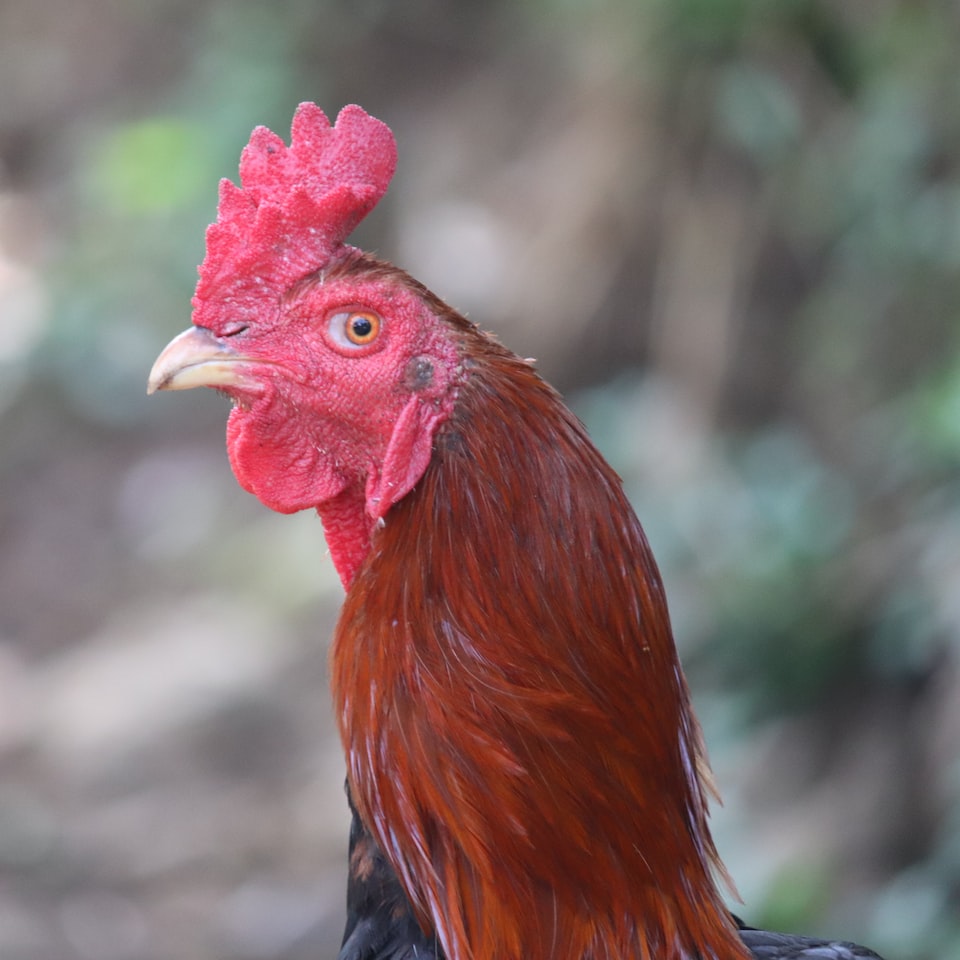 Rooster Mac