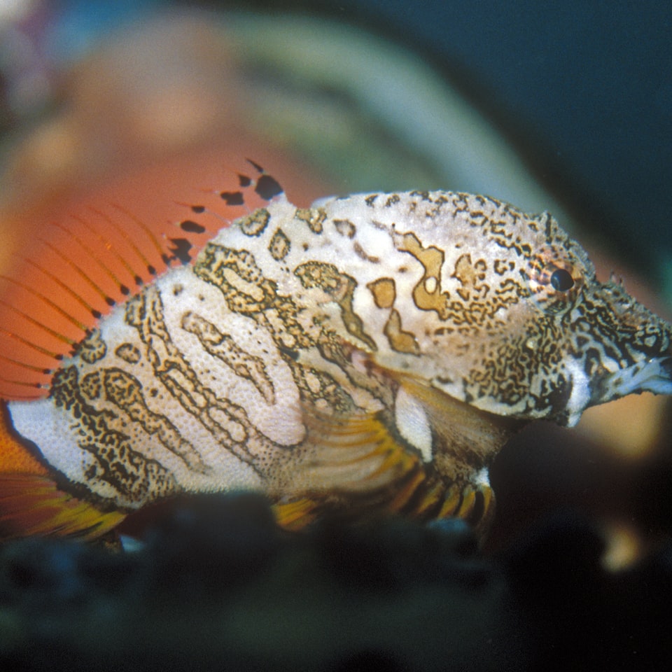 Table Fish