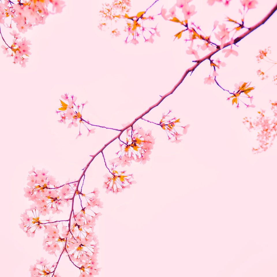 Pink Player