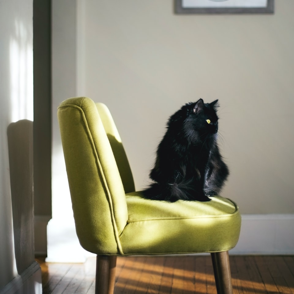 Chair Motorola