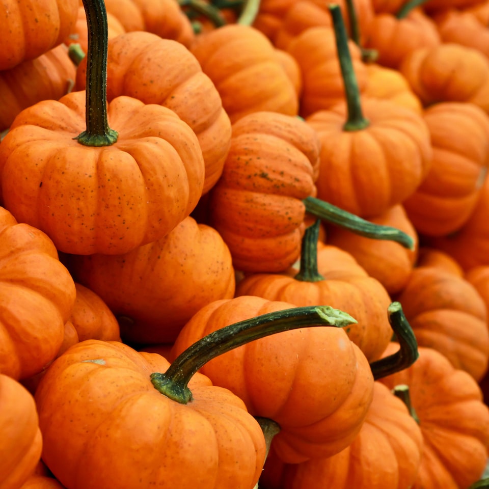 Cleaner Lamb Pumpkin