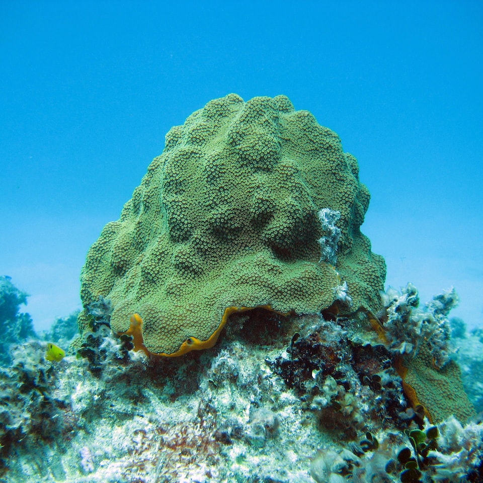 Fish Bed