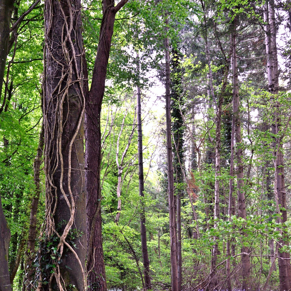 Fish Wood