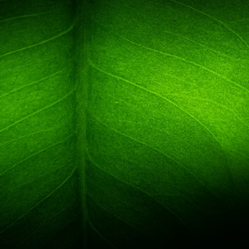 Jazz Green