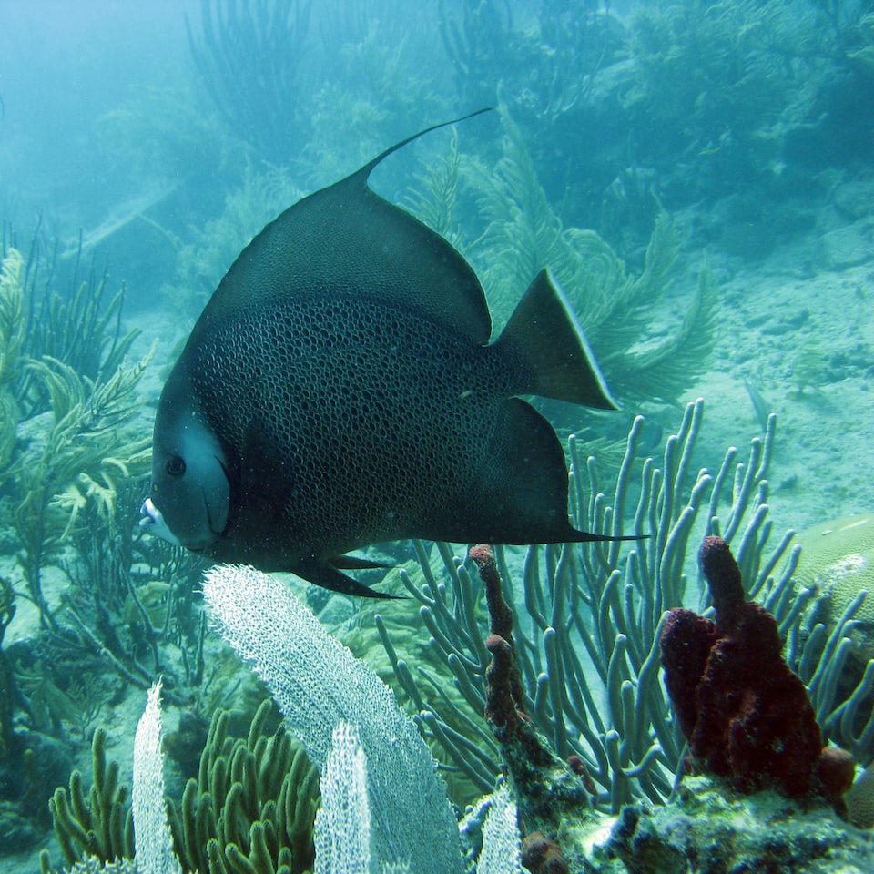 Fish Sheet Shampoo