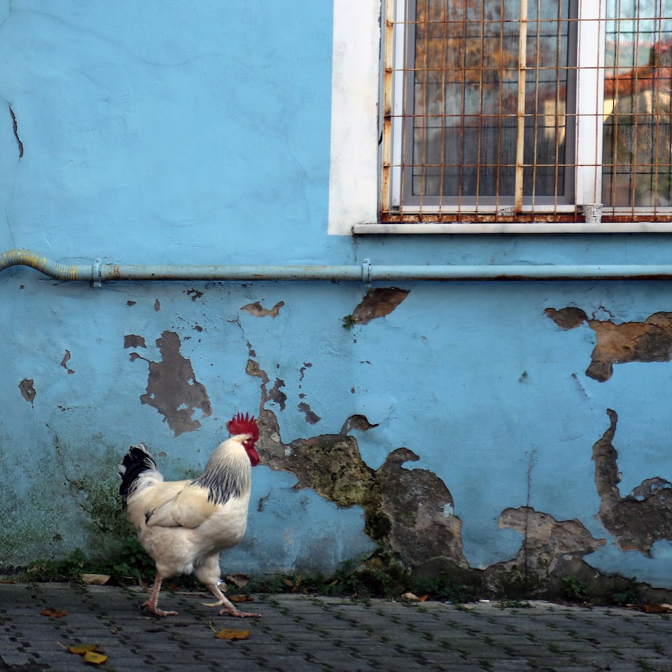 Refrigerator Rooster Brass