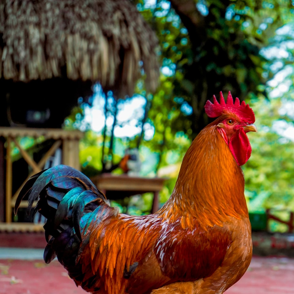 Rooster Smoothie