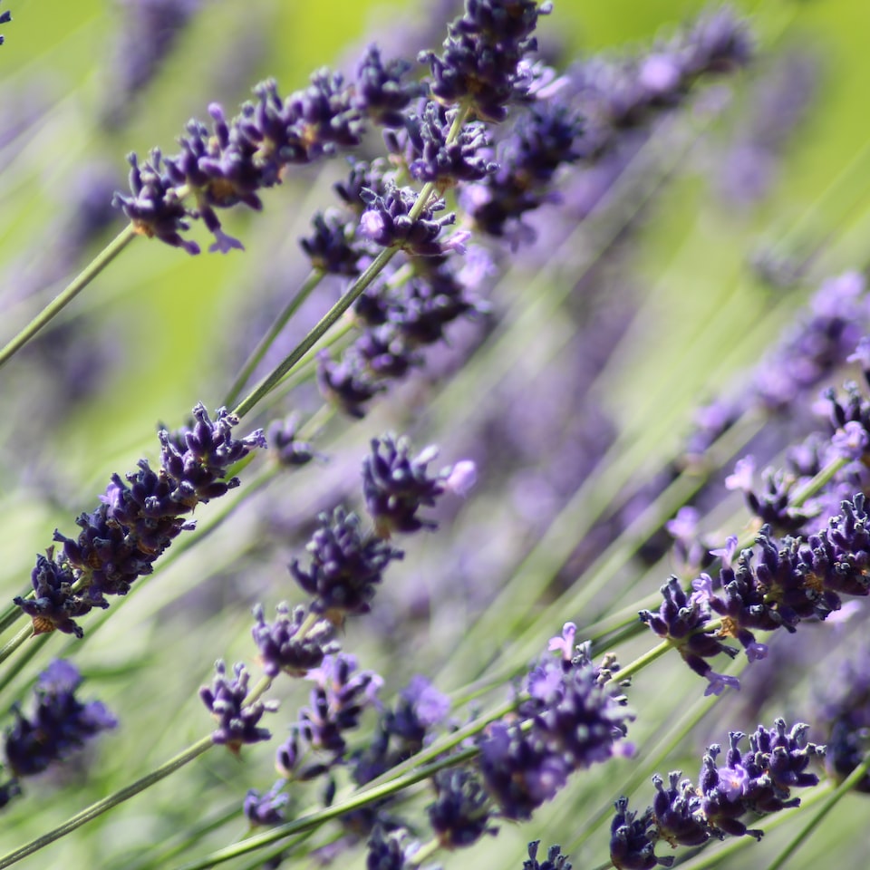 Lavender Jazz
