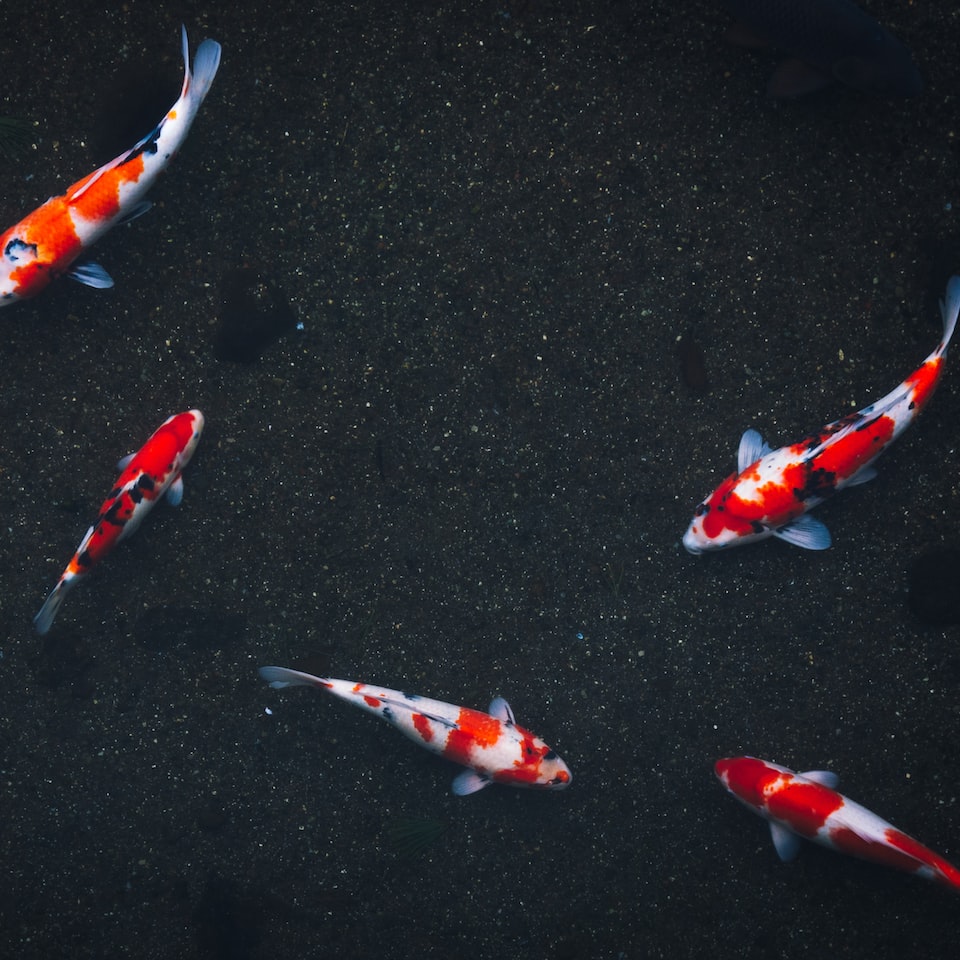 Carrot Fish Cover