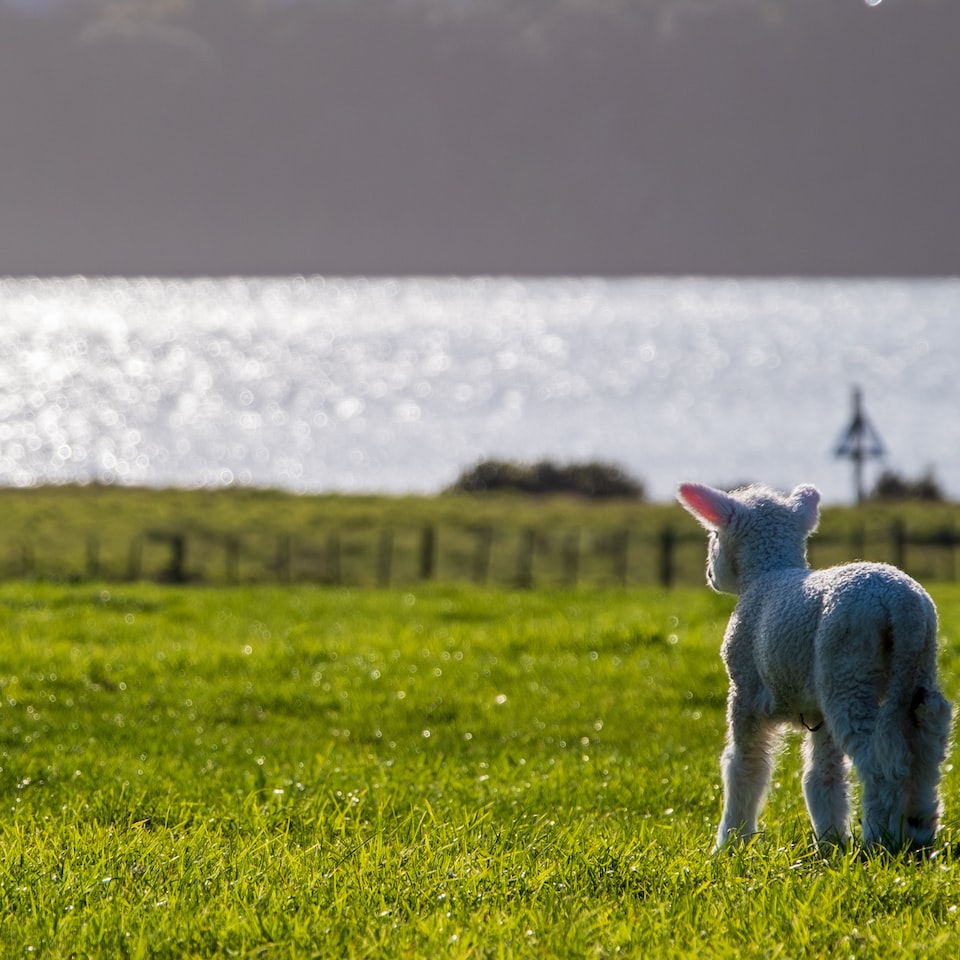 Lamb HDMI