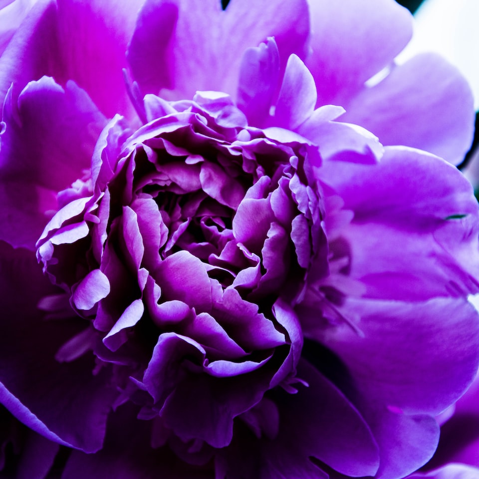 Carrot Purple
