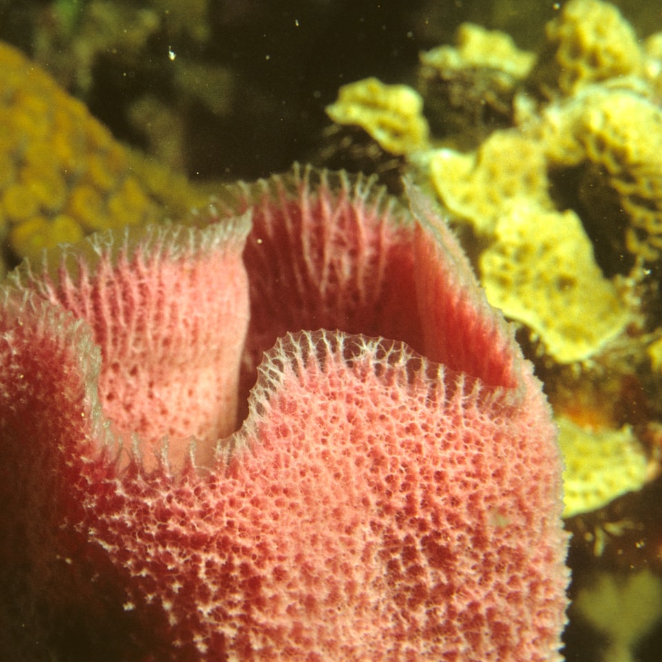 Cooler Violet Fish