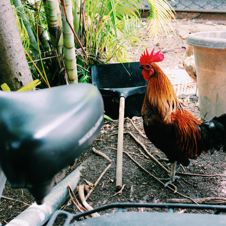 Violet ACME Rooster