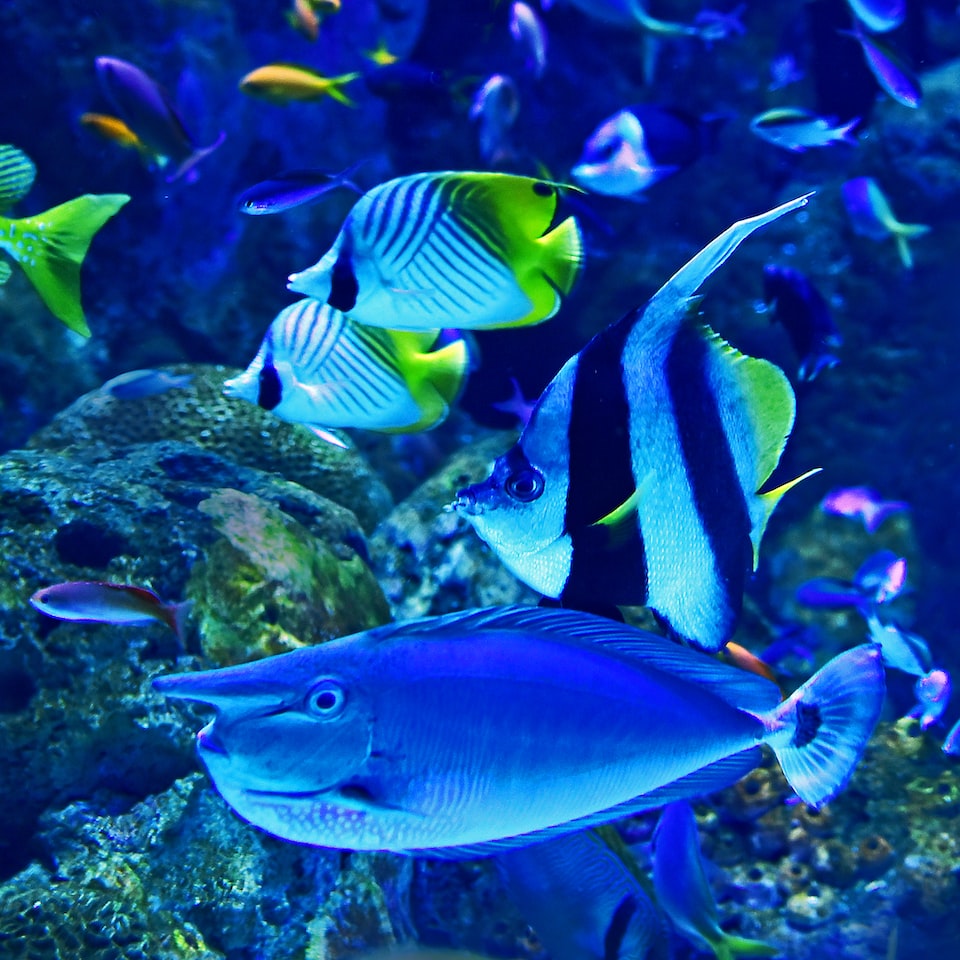 Fish Lime