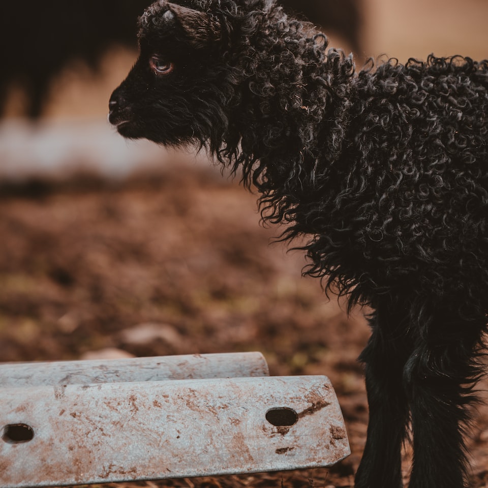 Lamb Heater Refrigerator