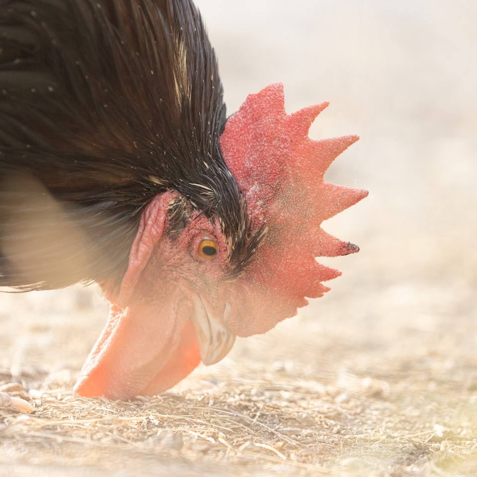 Rooster Doll
