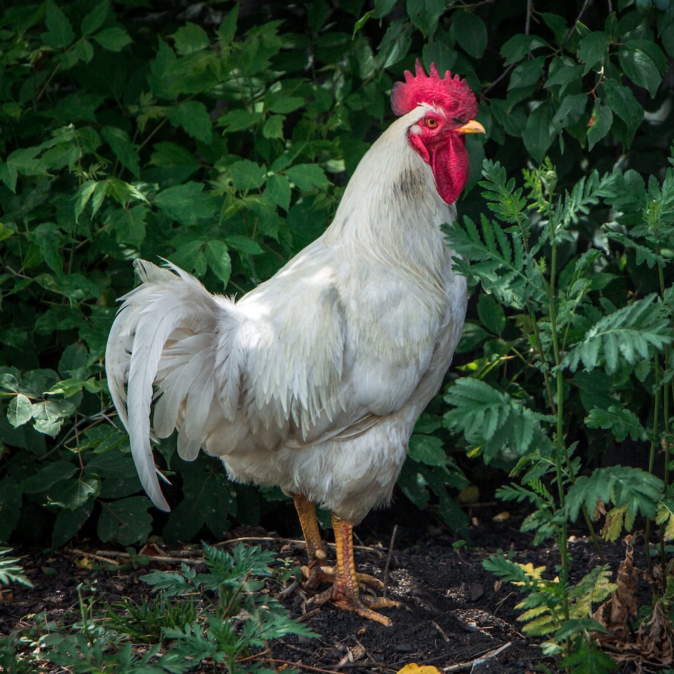 Rooster Cleaner