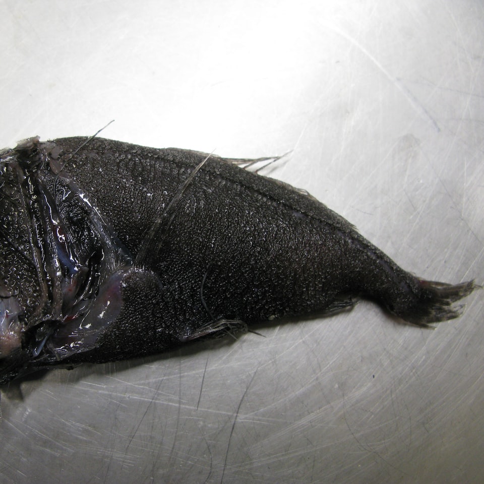 Fish Knife Potato