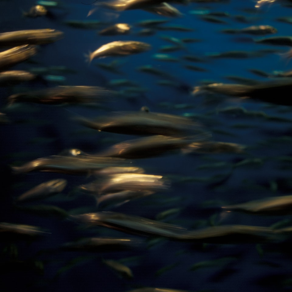 Fish Soy