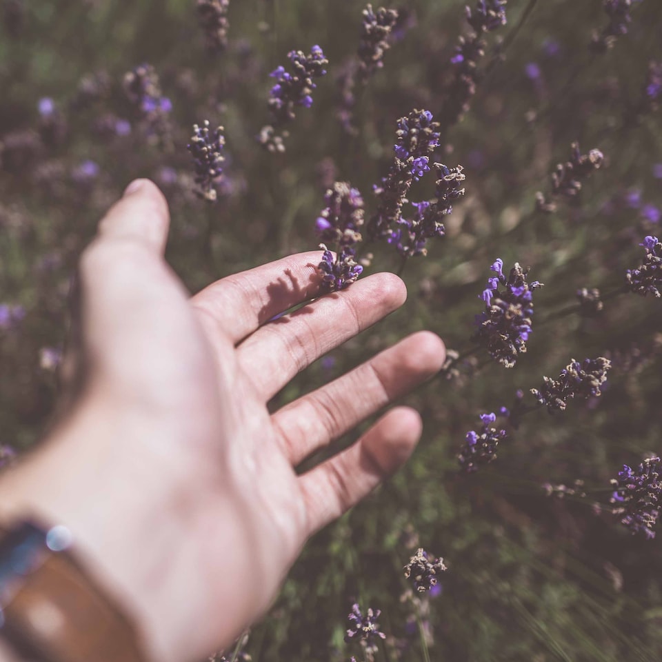 Lavender Refrigerator