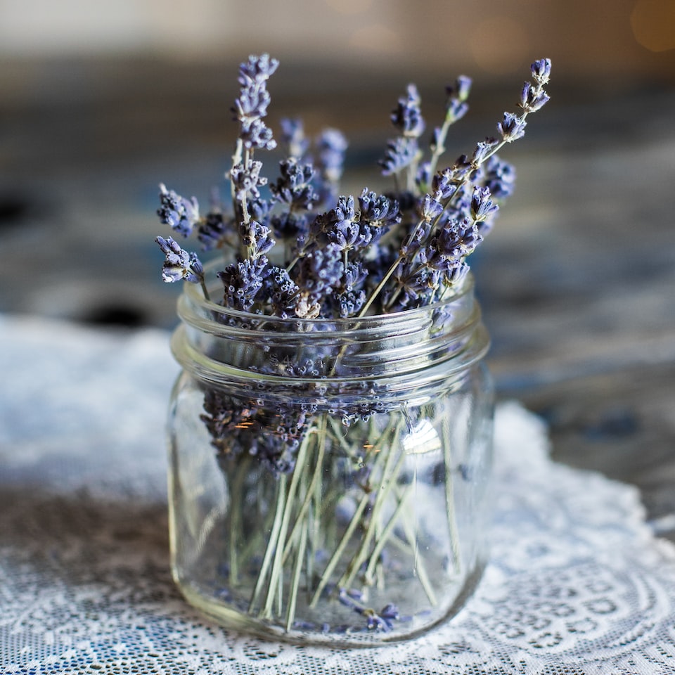 DVD Lavender