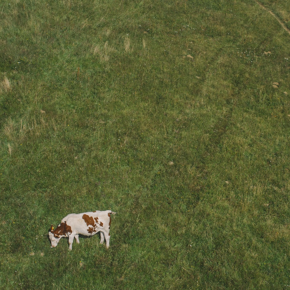 Green Meat
