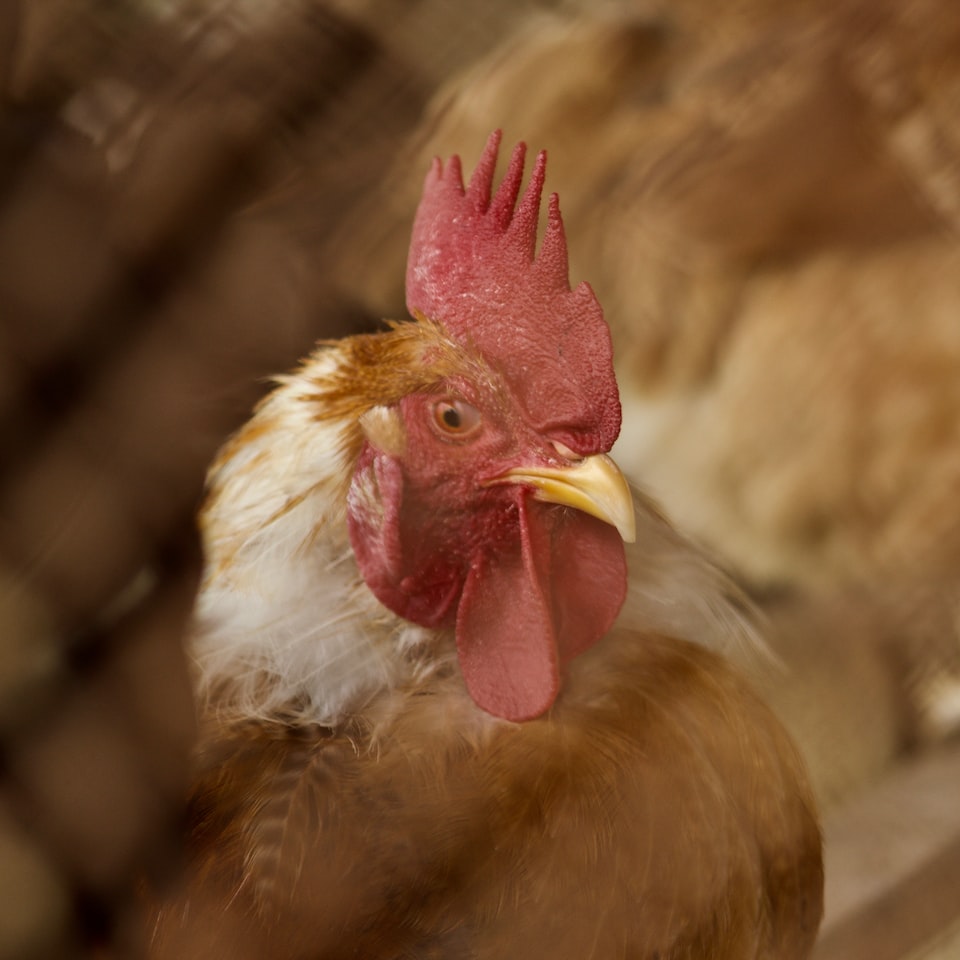 Violet Chicken