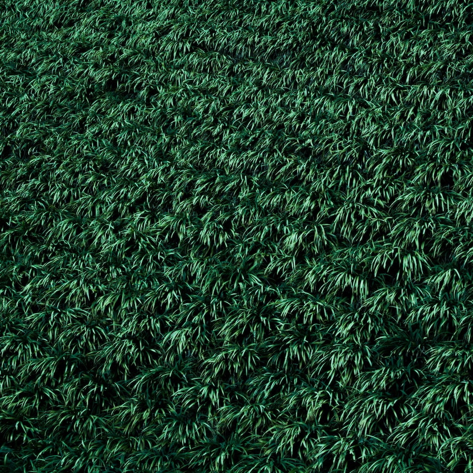 Shampoo Samsung Carrot