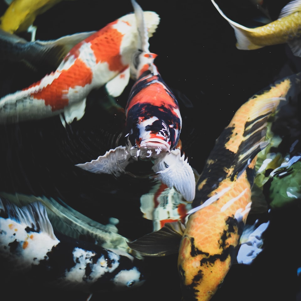 Fish Small Diamond