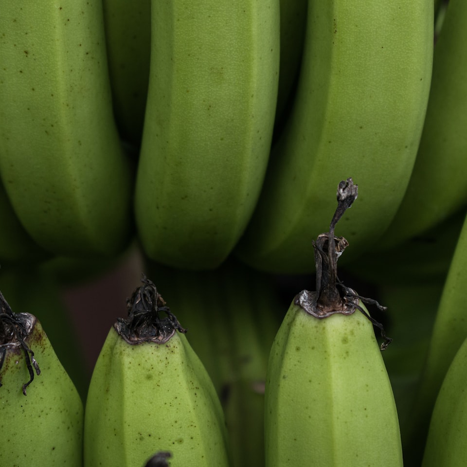 Banana Washer