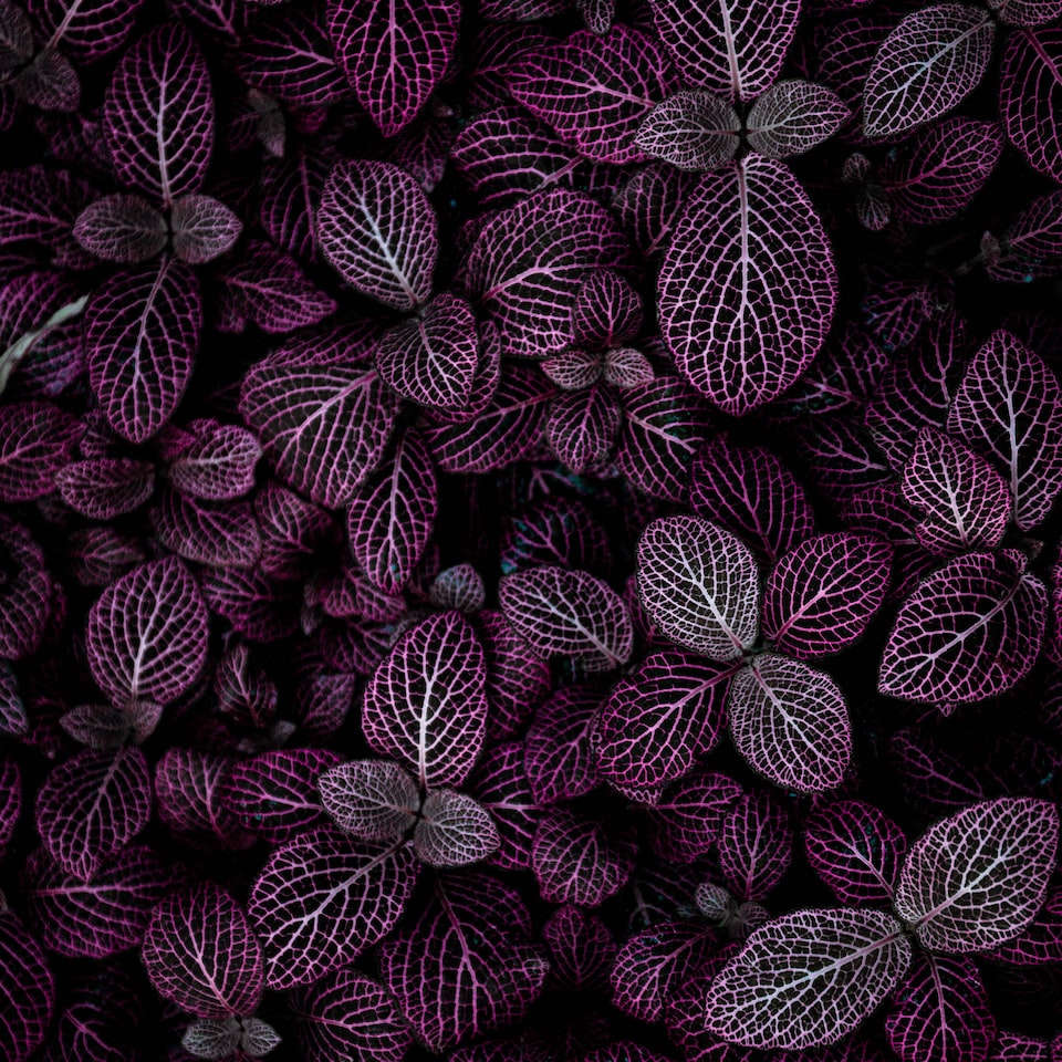 Doll Mixer Purple