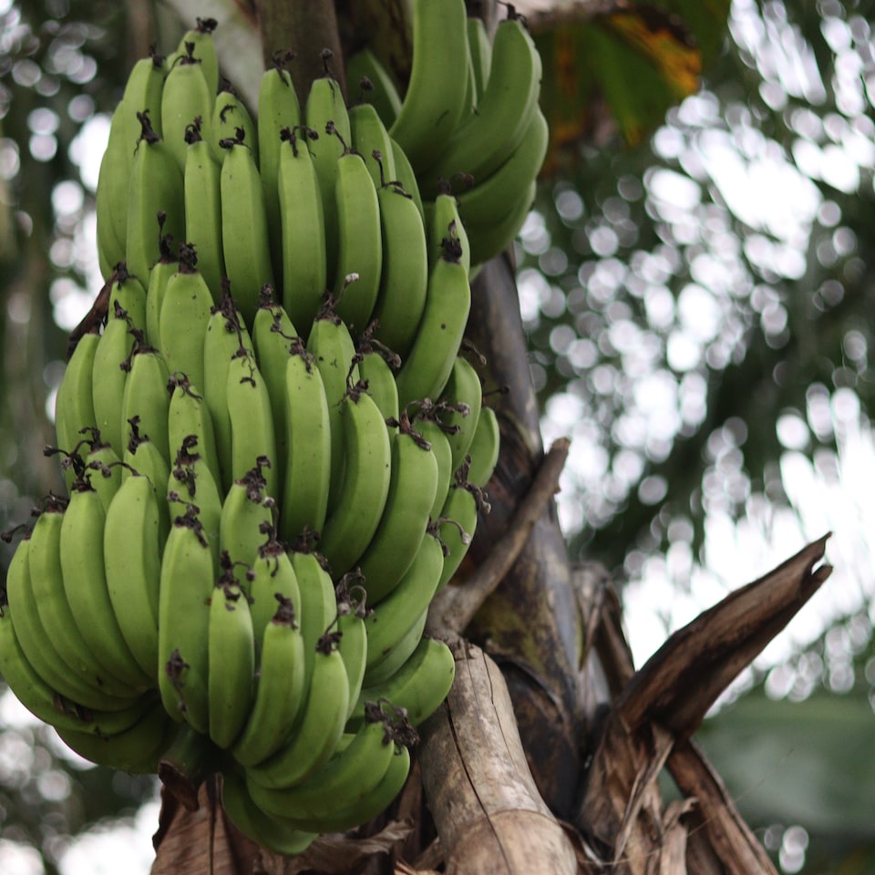Jazz Banana