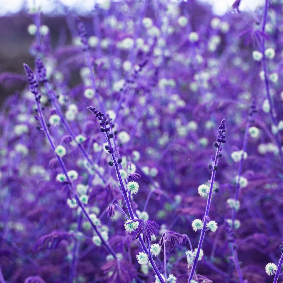 Purple Carrot