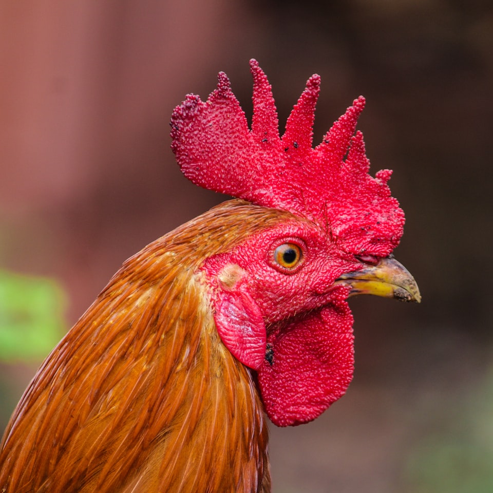Washer Rooster