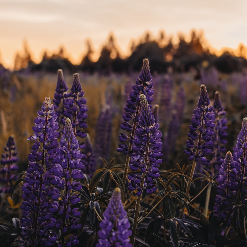 Lavender Cleaner