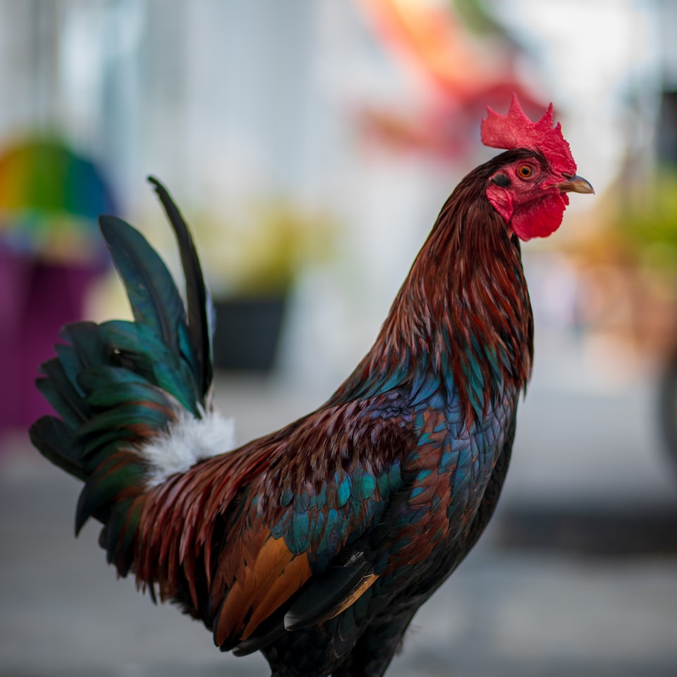 Meat Rooster