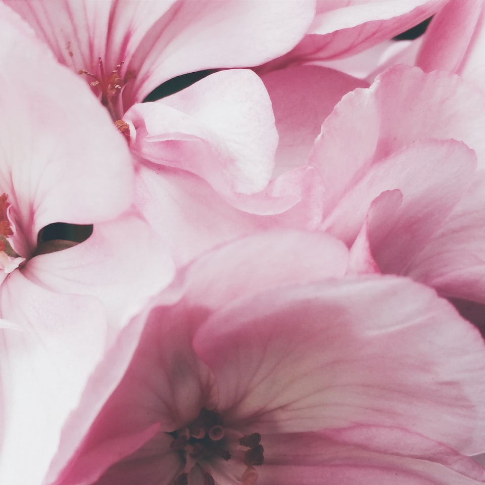 Pink Carrot Natural