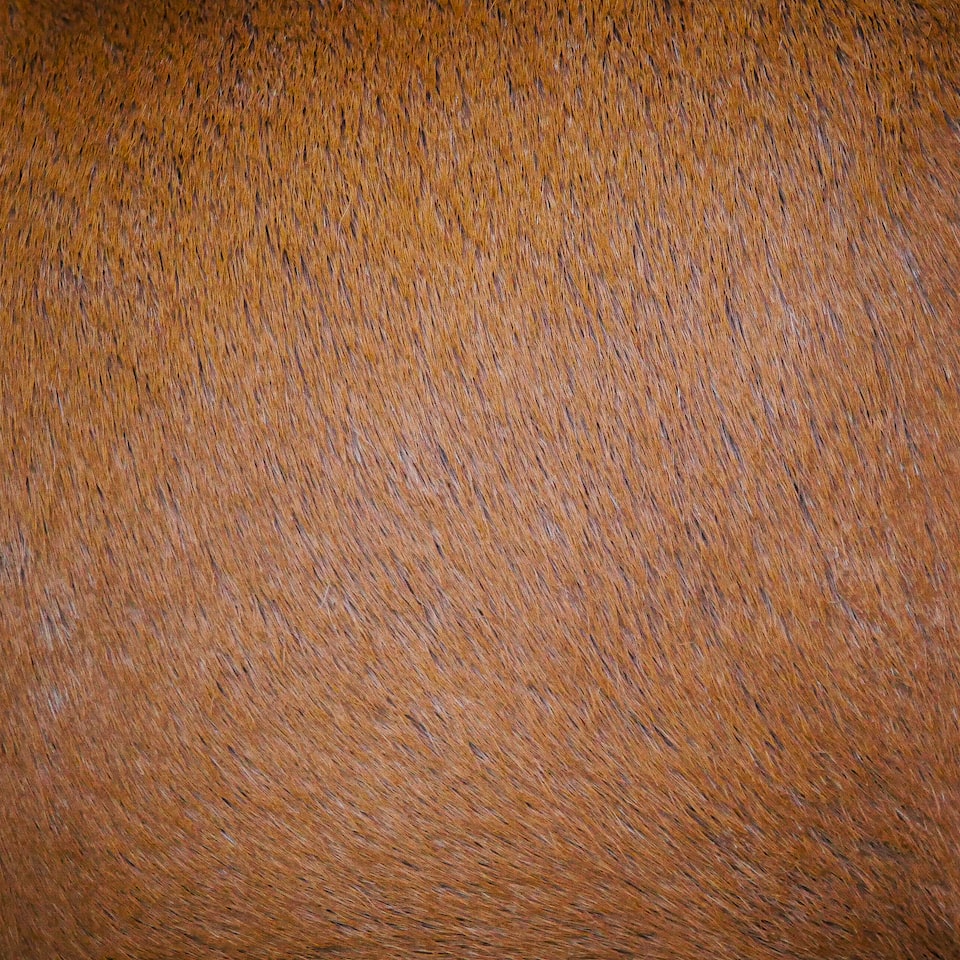 Brown Seat Blender