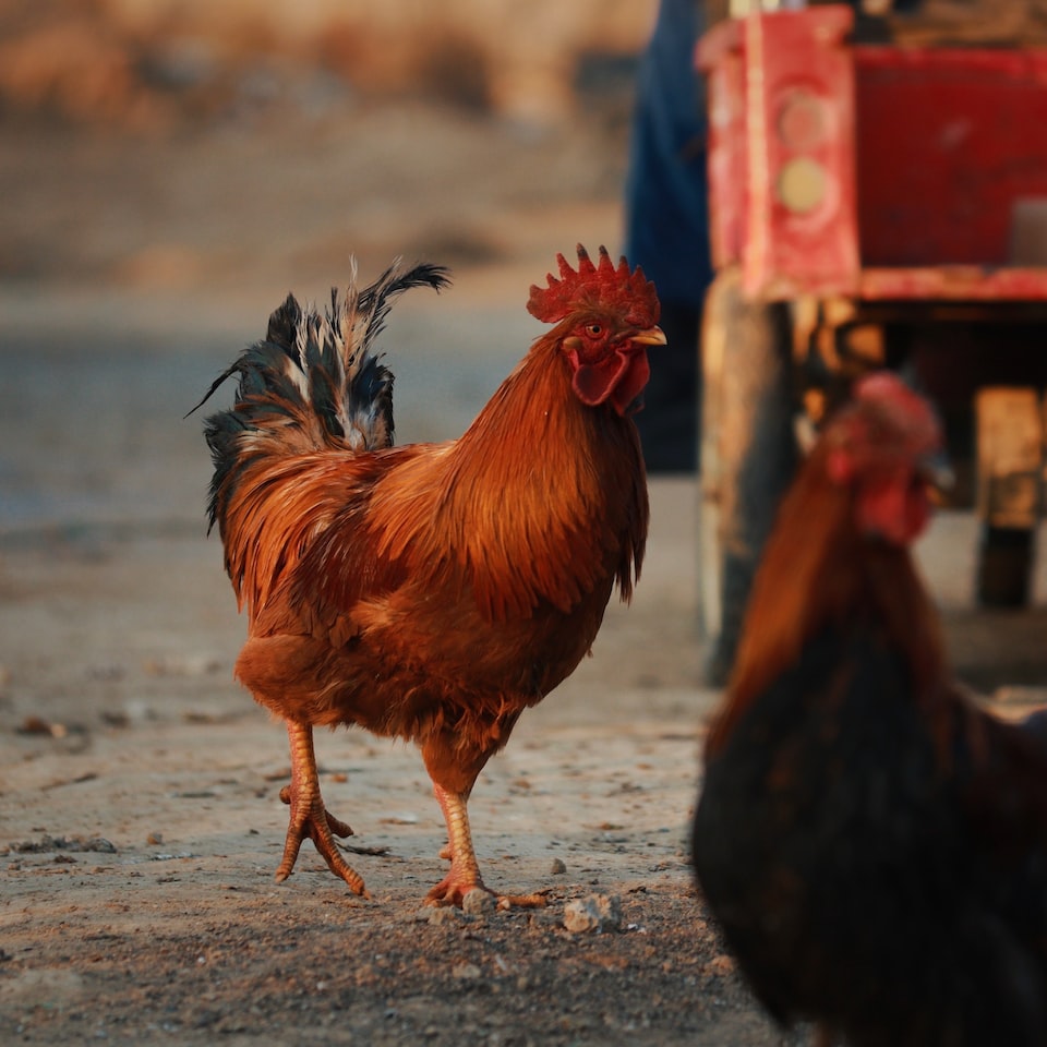 Chicken Shower