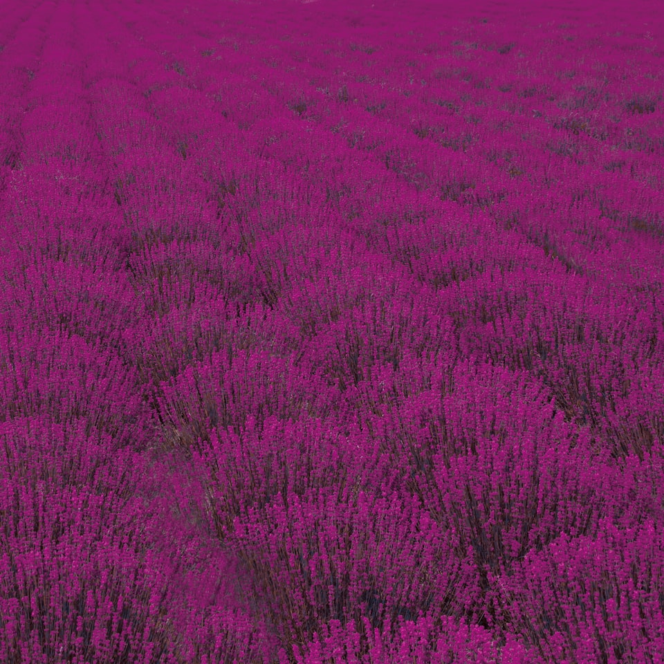 Soy Purple
