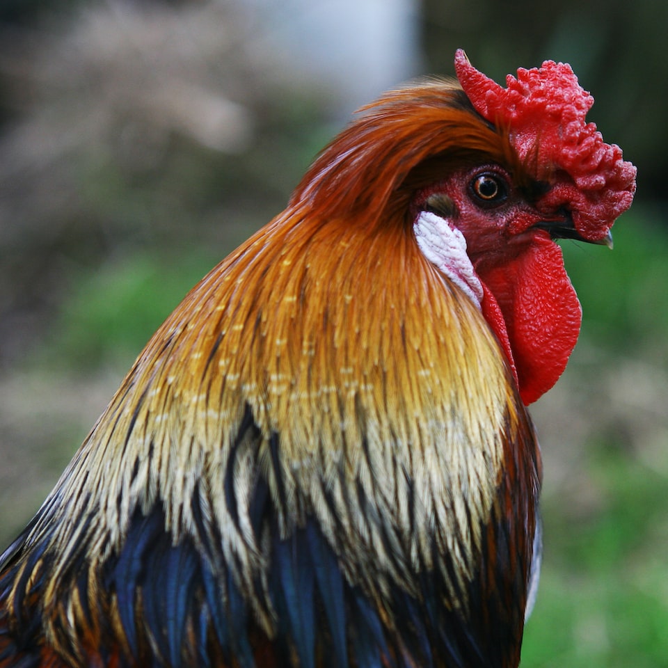 Wet Rooster