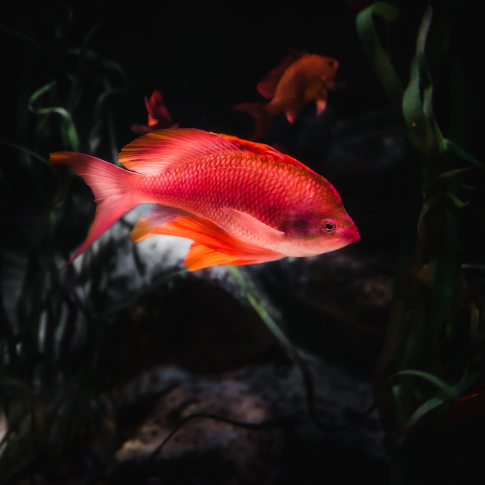 Fish Internet