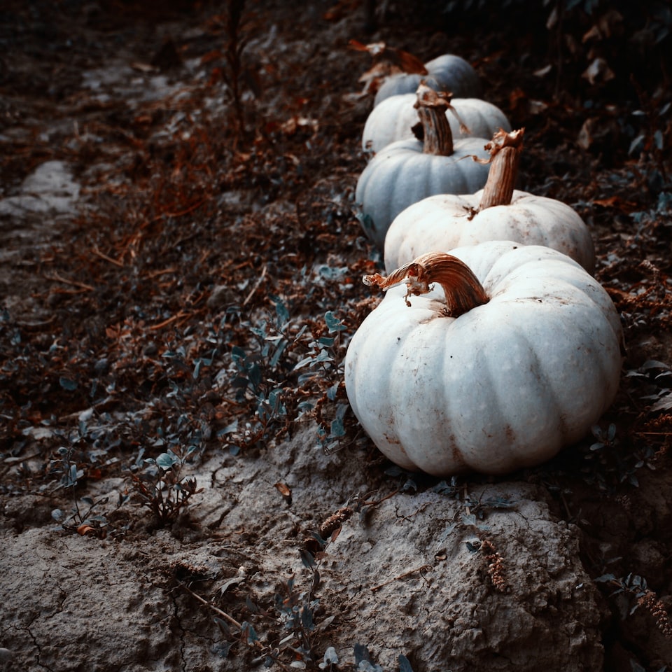 Lamb Kit Pumpkin