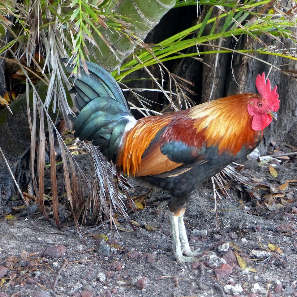 Rooster Motorola